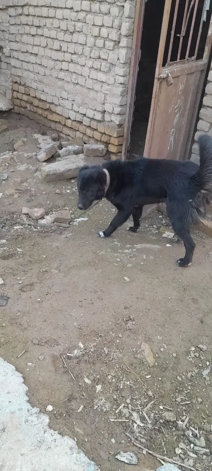 سگ نگهبان|سگ|مشهد, كنويست|دیوار