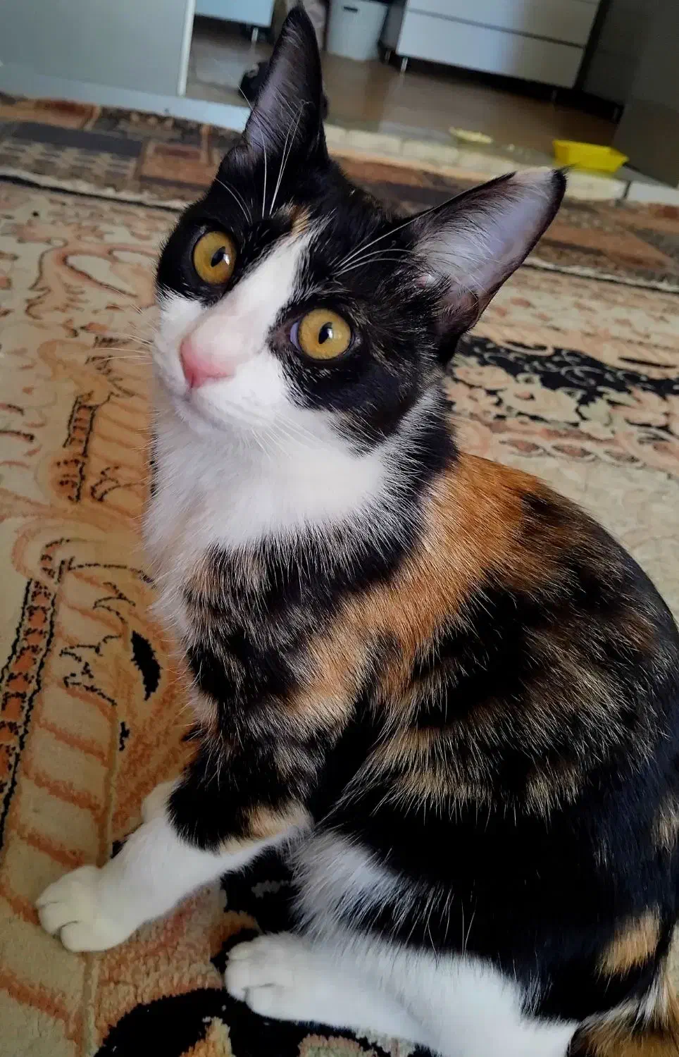 واگذاری رایگان گربه dsh،به خانواده حیوان دوست|گربه|کرمان, |دیوار