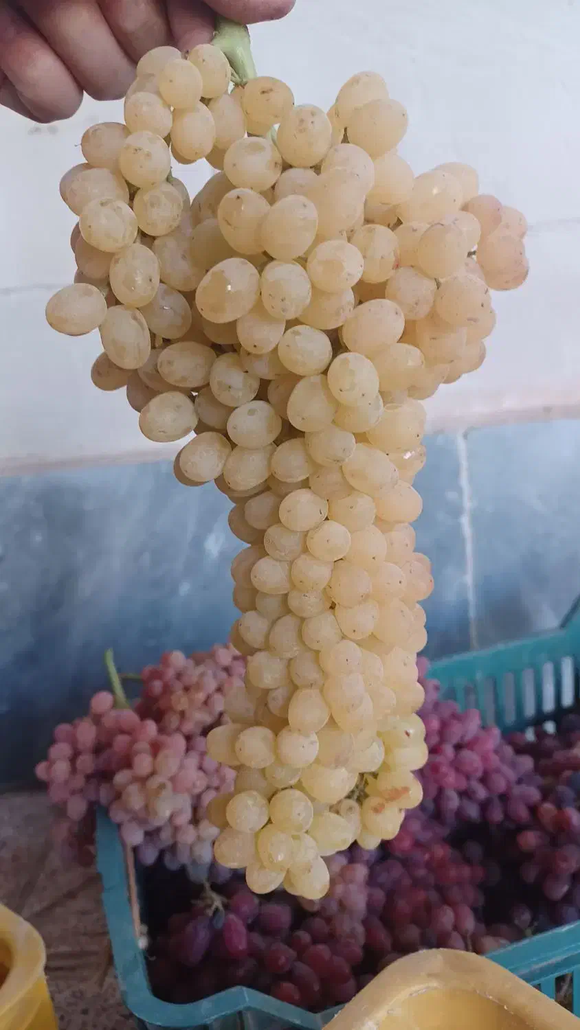 سرکه انگور خانگی|خوردنی و آشامیدنی|آذرشهر, |دیوار