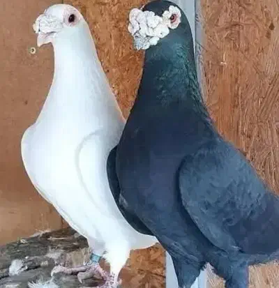 فروش ۱۲عدد نر دسته اولی|پرنده|کازرون, |دیوار