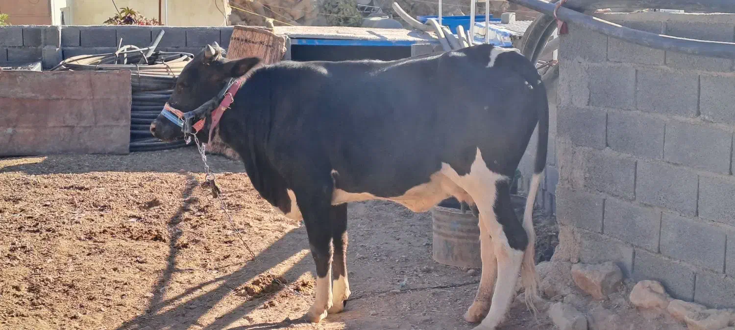 تلیسه اول شکم با گوساله بزرگ نر|حیوانات مزرعه|دالاهو, |دیوار