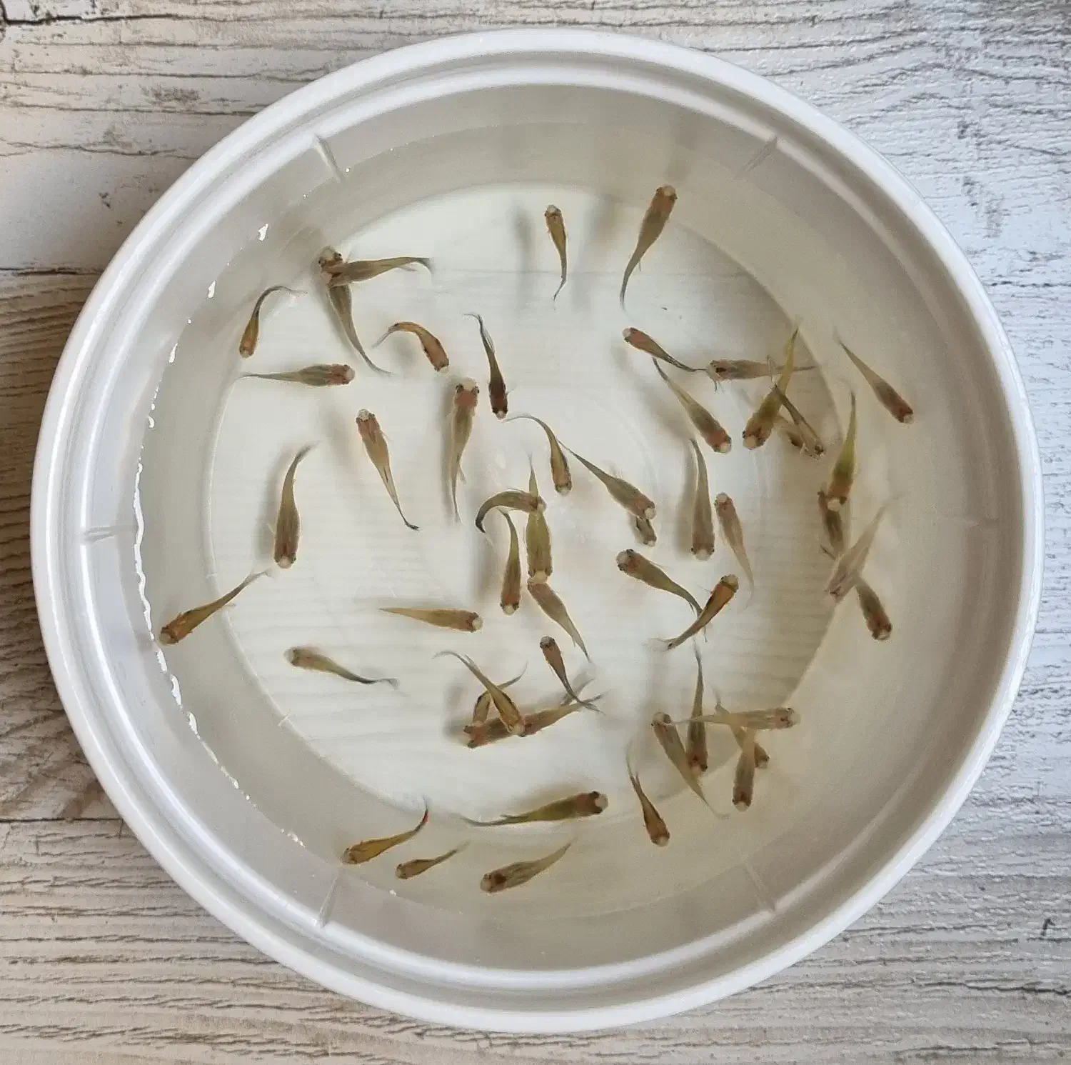 ماهی گوپی و حلزون مخروطی|ماهی|مشهد, کوثر|دیوار