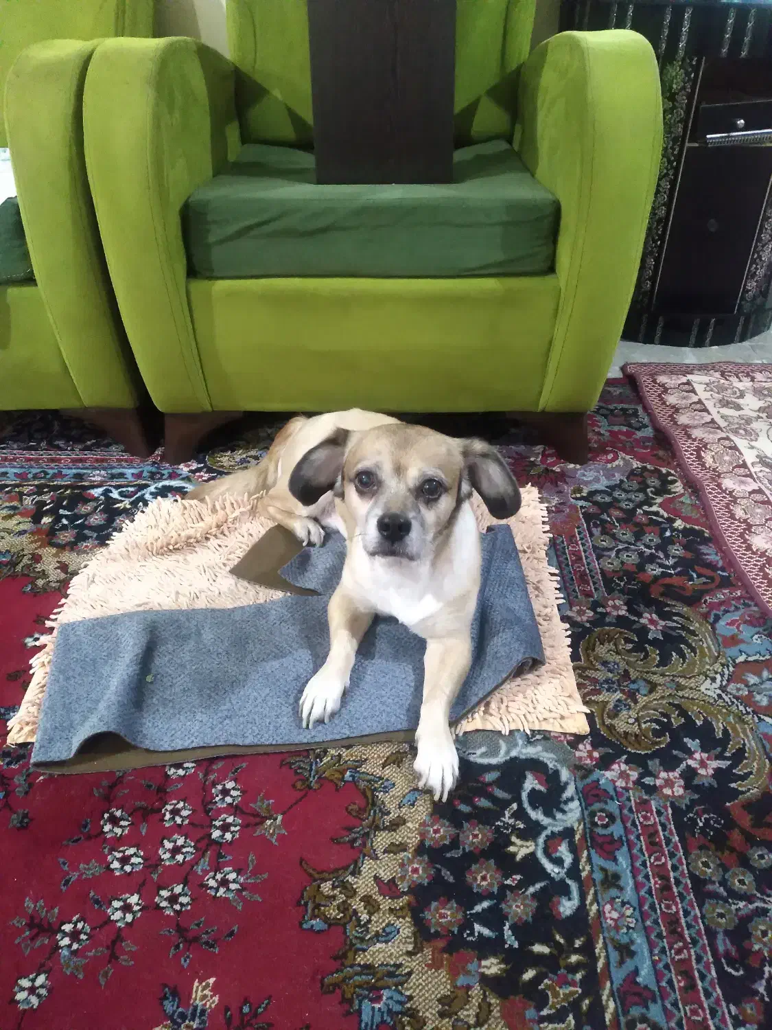 واگذاری سگ شیتزو|سگ|تهران, باشگاه نفت|دیوار