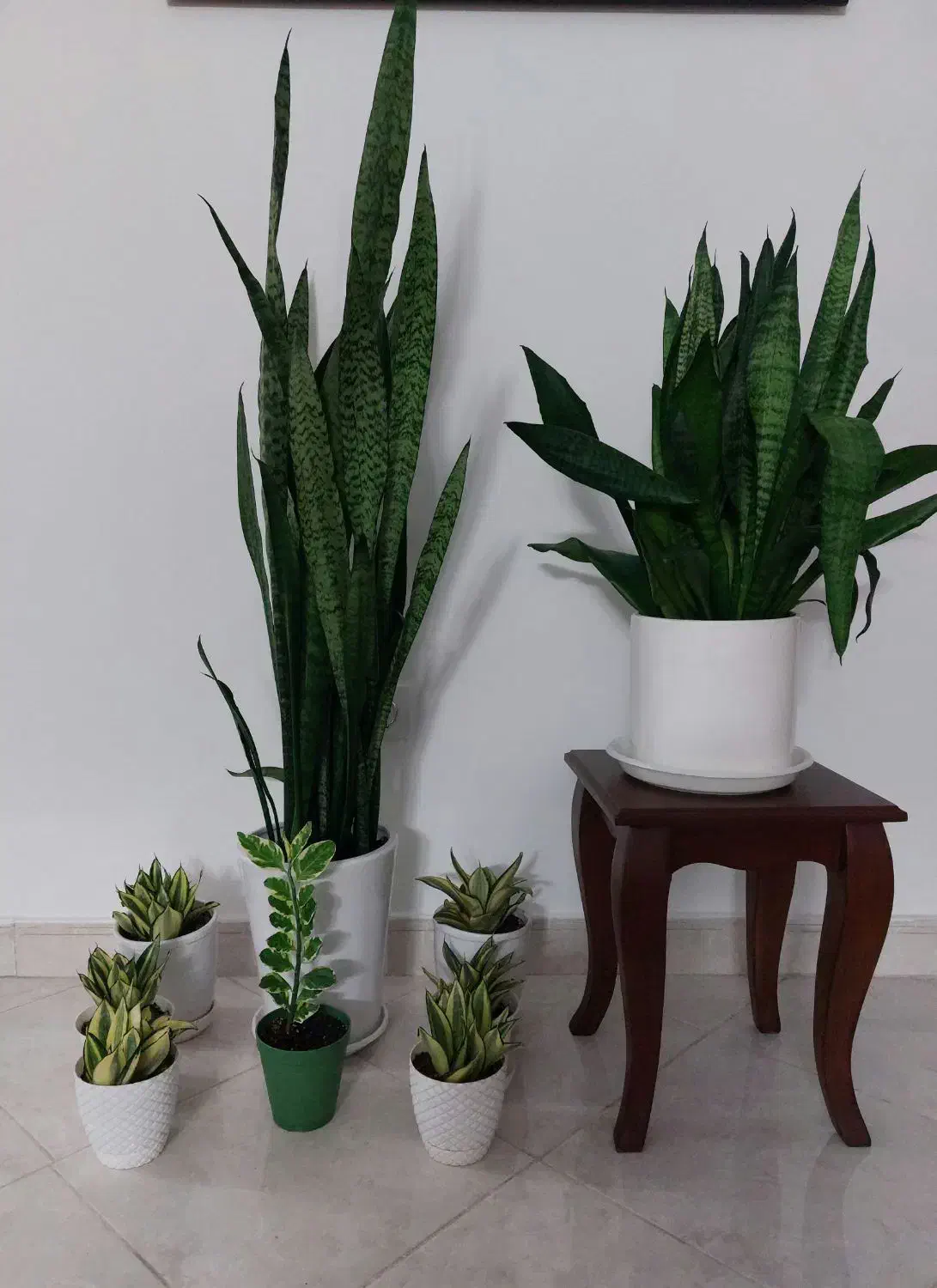 گل طبیعی|گل و گیاه طبیعی|فردیس, قریشی|دیوار