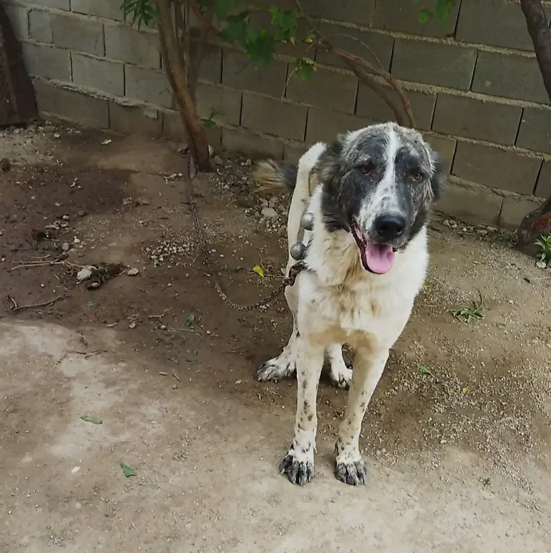 واگذاری سگ افغان ماده دونیم ساله|سگ|گنبد کاووس, |دیوار