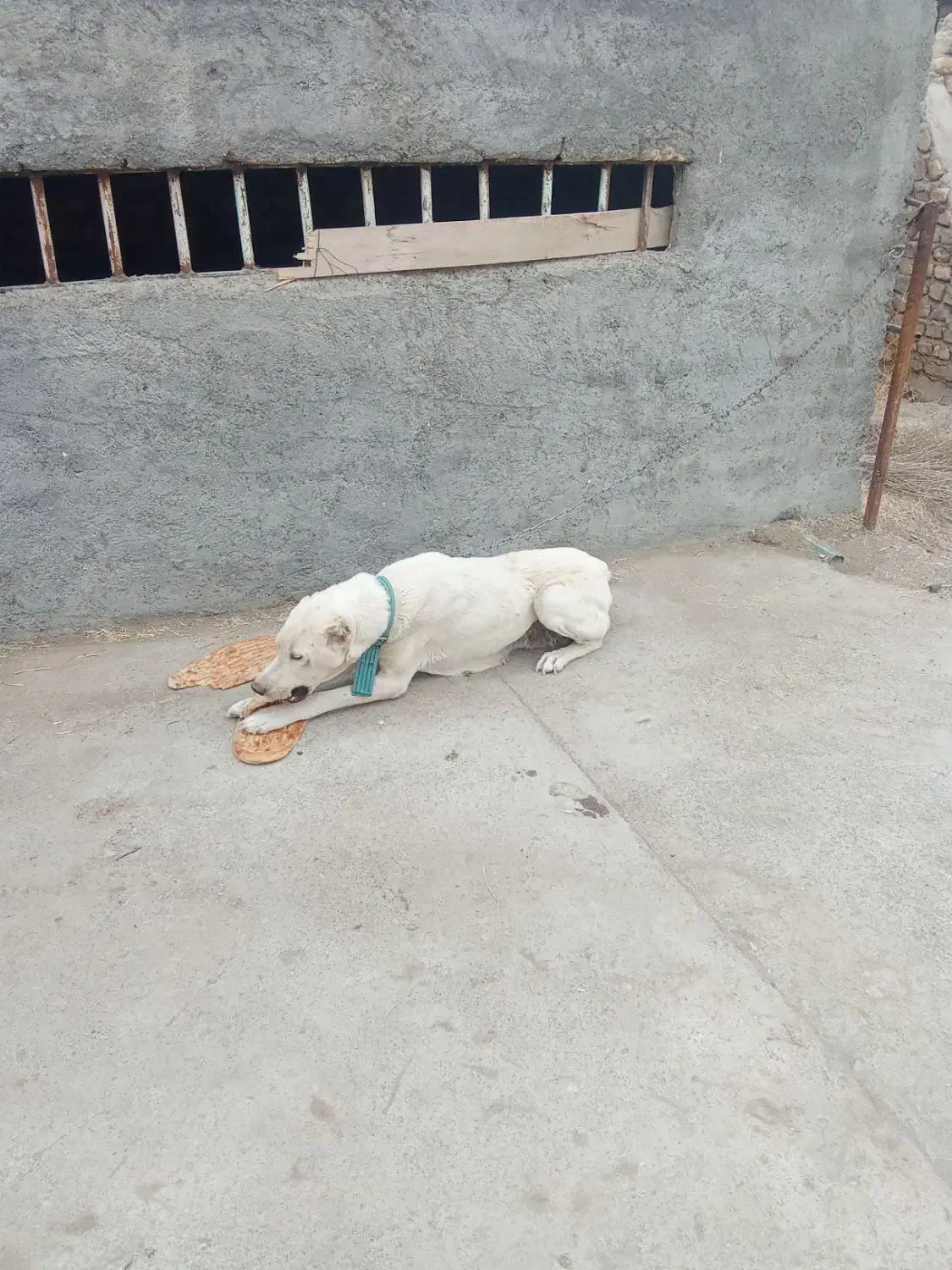 سگ ماده سرابی|سگ|گلمکان, |دیوار