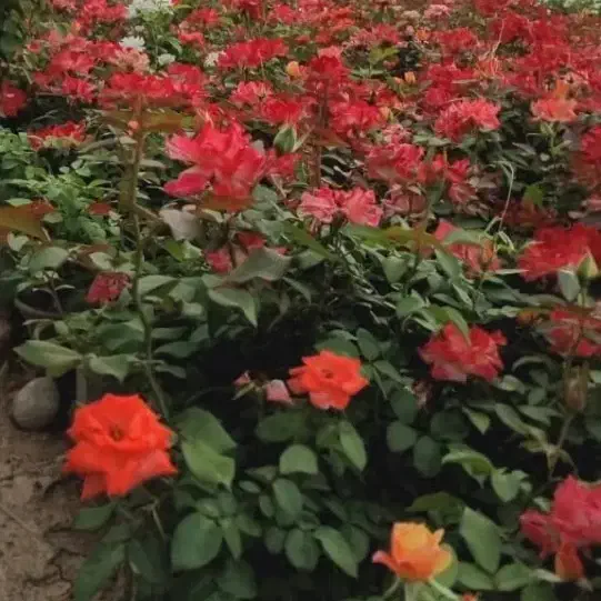 نیروی کار جهت باغداری|خدمات باغبانی و درختکاری|ساوه, |دیوار