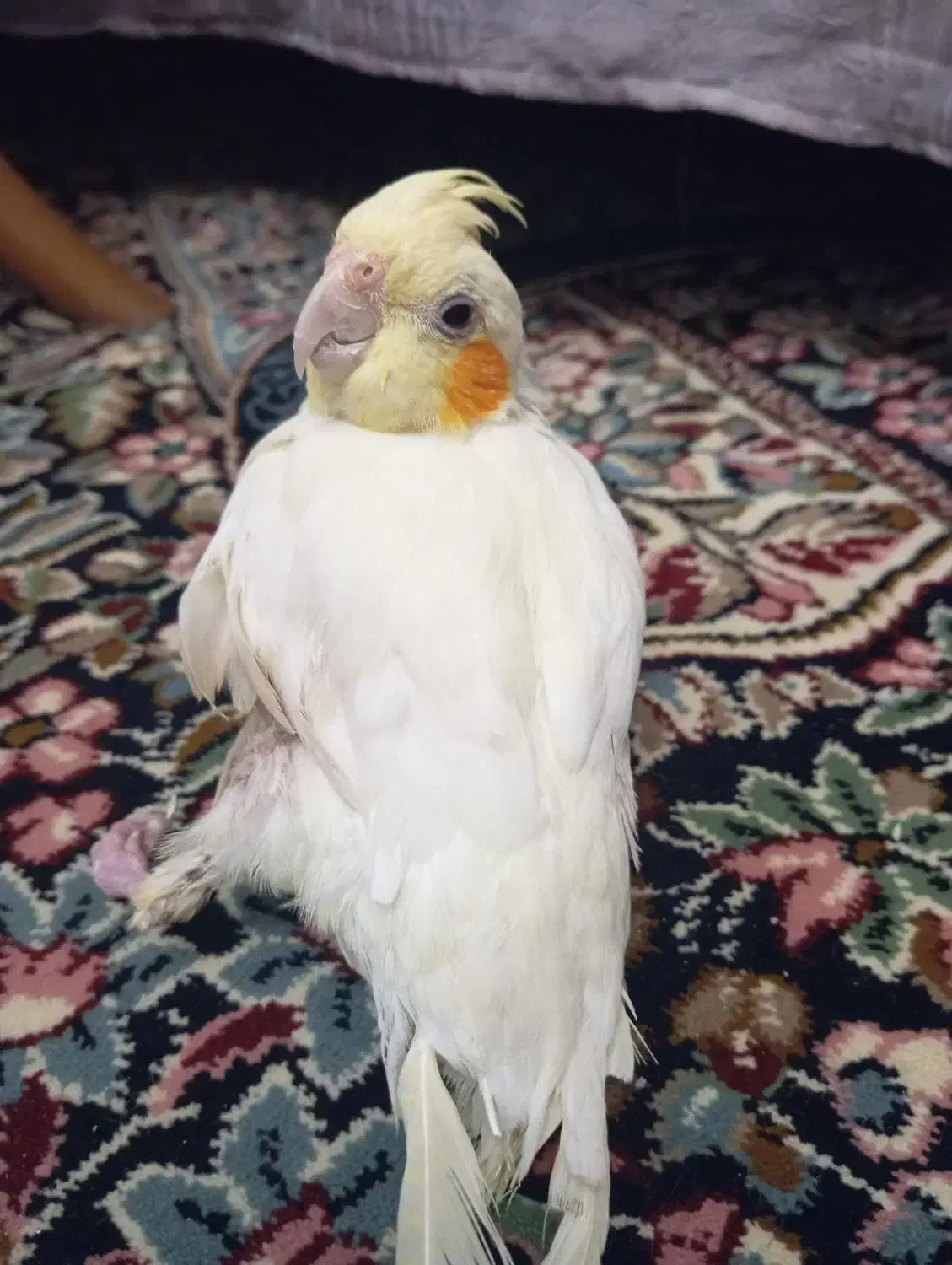 فروش عروس هلندی ماده|پرنده|رفسنجان, |دیوار