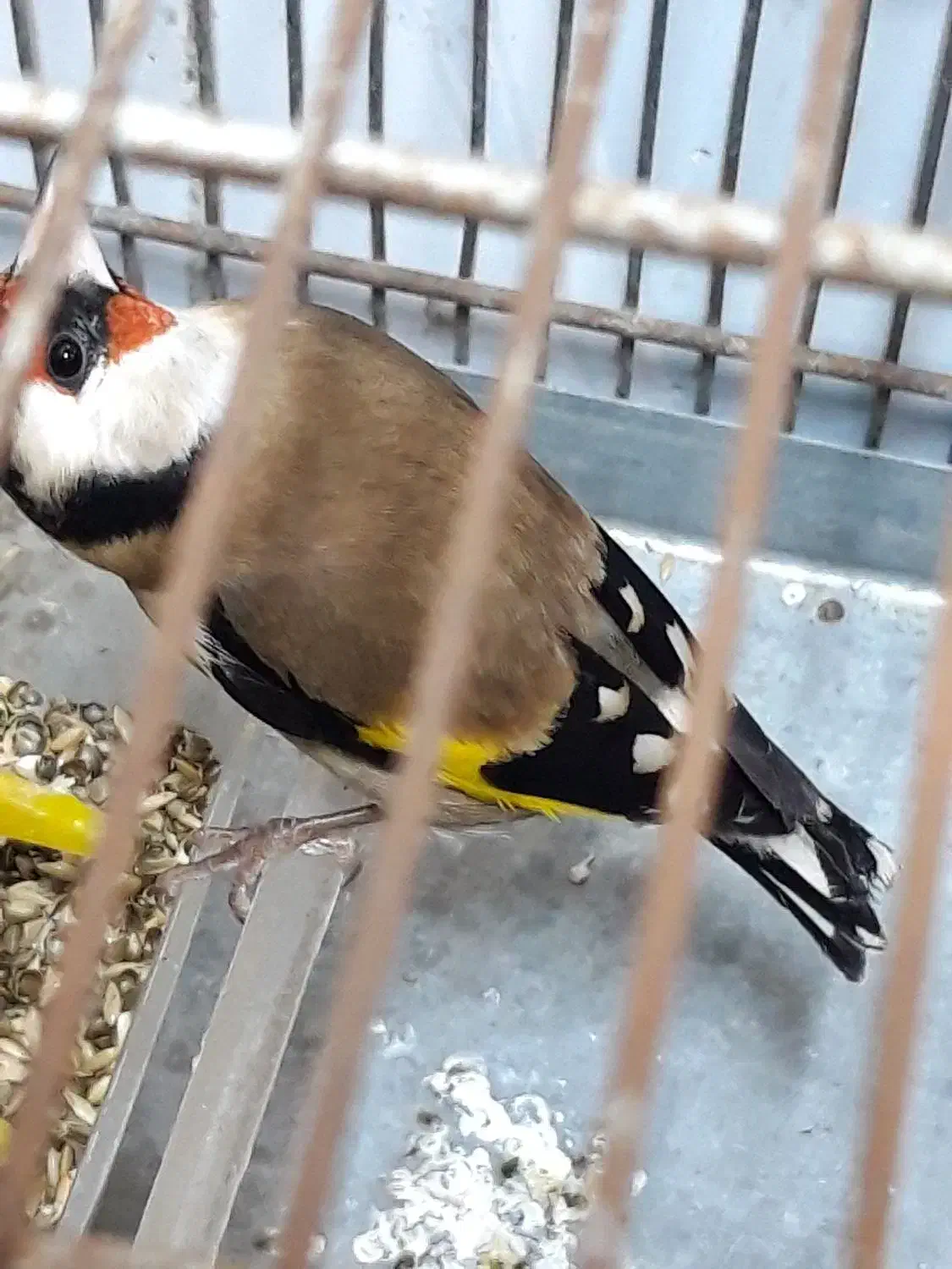 سهره چند ماه قفس بخون|پرنده|اردبیل, |دیوار