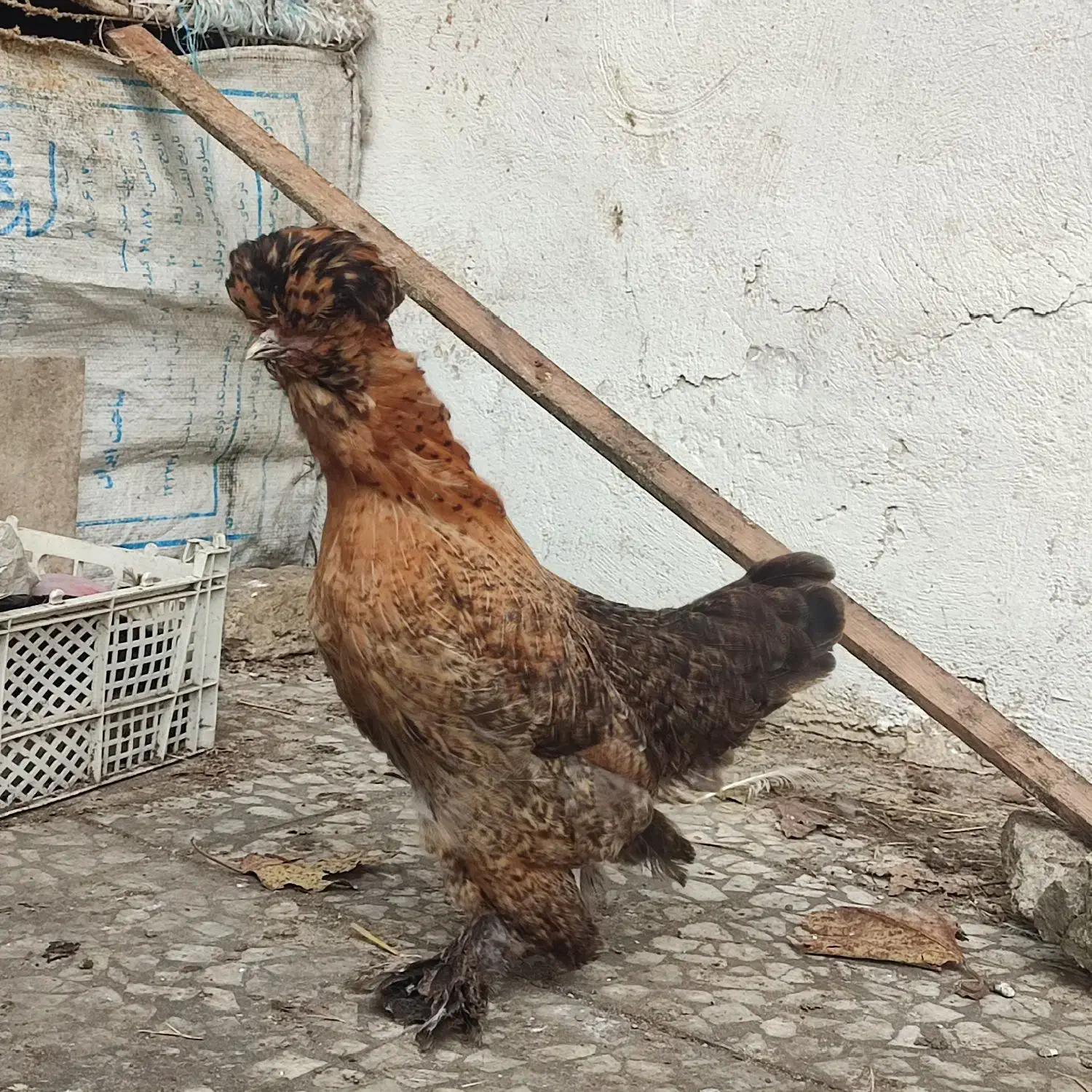 فروش مرغ و خروس سلطان|حیوانات مزرعه|لاهیجان, بوجایه|دیوار