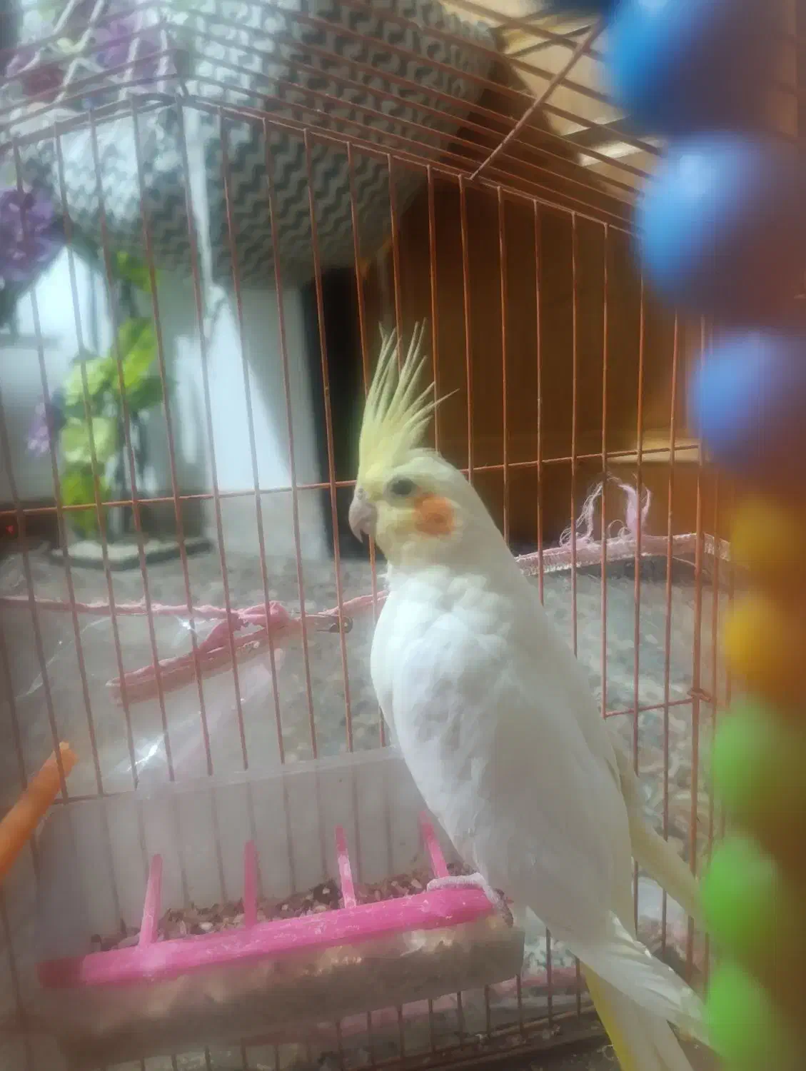 عروس هلندی ماده|پرنده|چناران, |دیوار