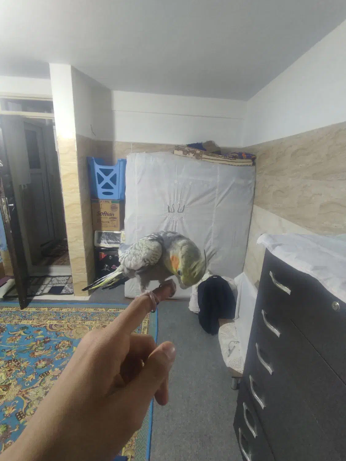 یک عروس نر سخنگو دستی|پرنده|محمدشهر, جعفرآباد|دیوار