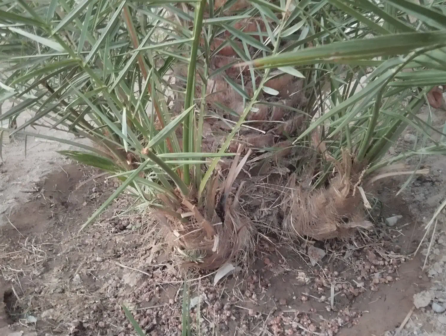 جونگ هلیله ای|گل مصنوعی|فهرج, |دیوار