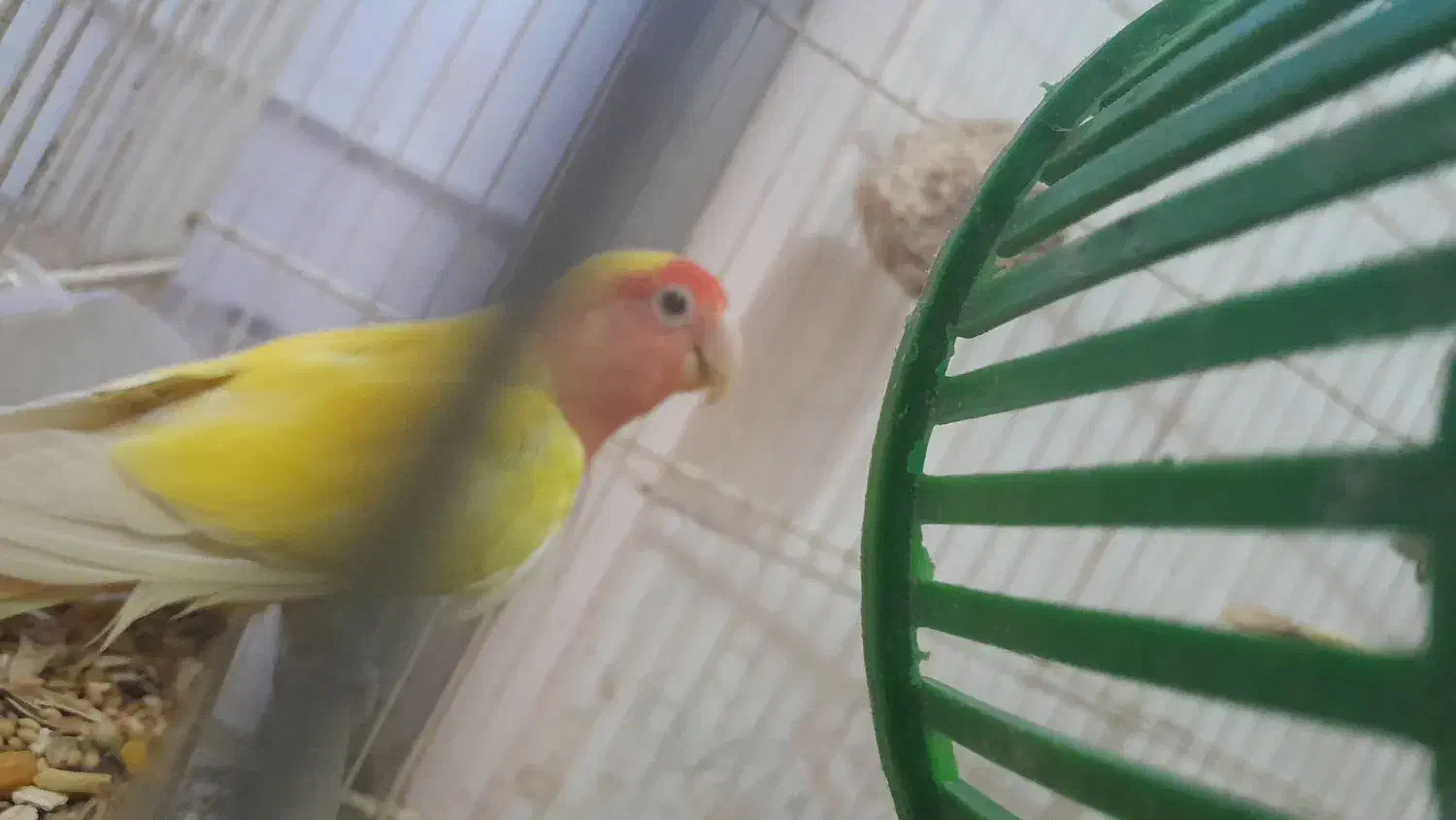 کوتوله و عروس سخن گو|پرنده|بیرجند, |دیوار