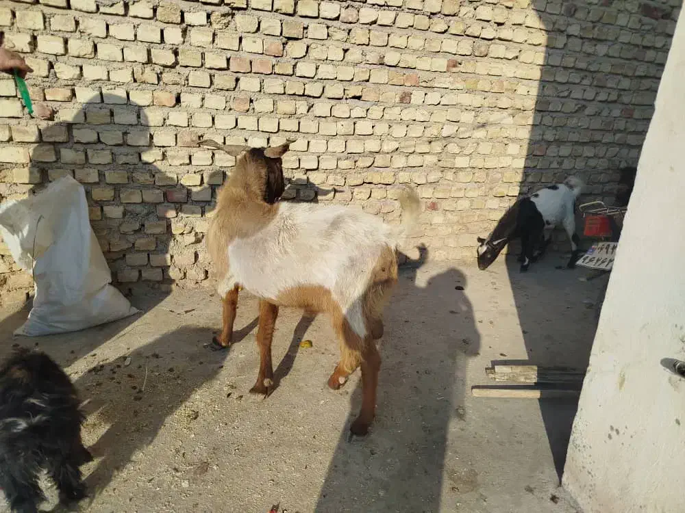 یک عدد پازن یک عدد کهره بربری|حیوانات مزرعه|زرین دشت (فارس), |دیوار