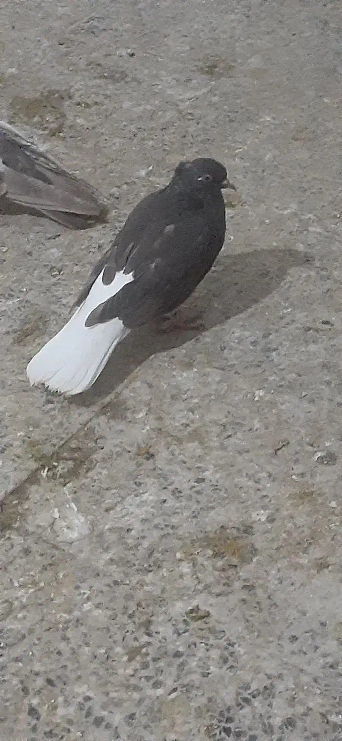 قهوی دم سفید جوون 15پردم|پرنده|اهواز, کوی مندلی(سه راه خرمشهر)|دیوار