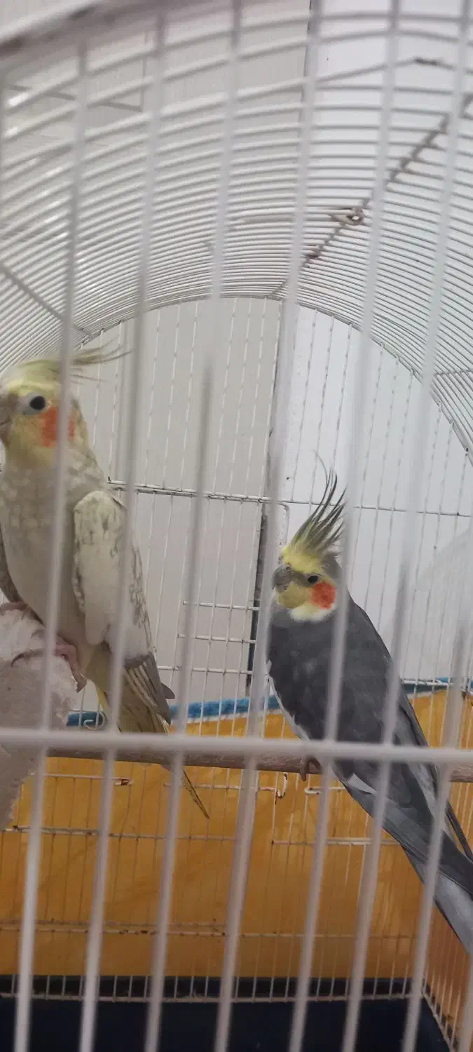 عروس هلندی طوطی عروس|پرنده|رشت, کوی مهر|دیوار