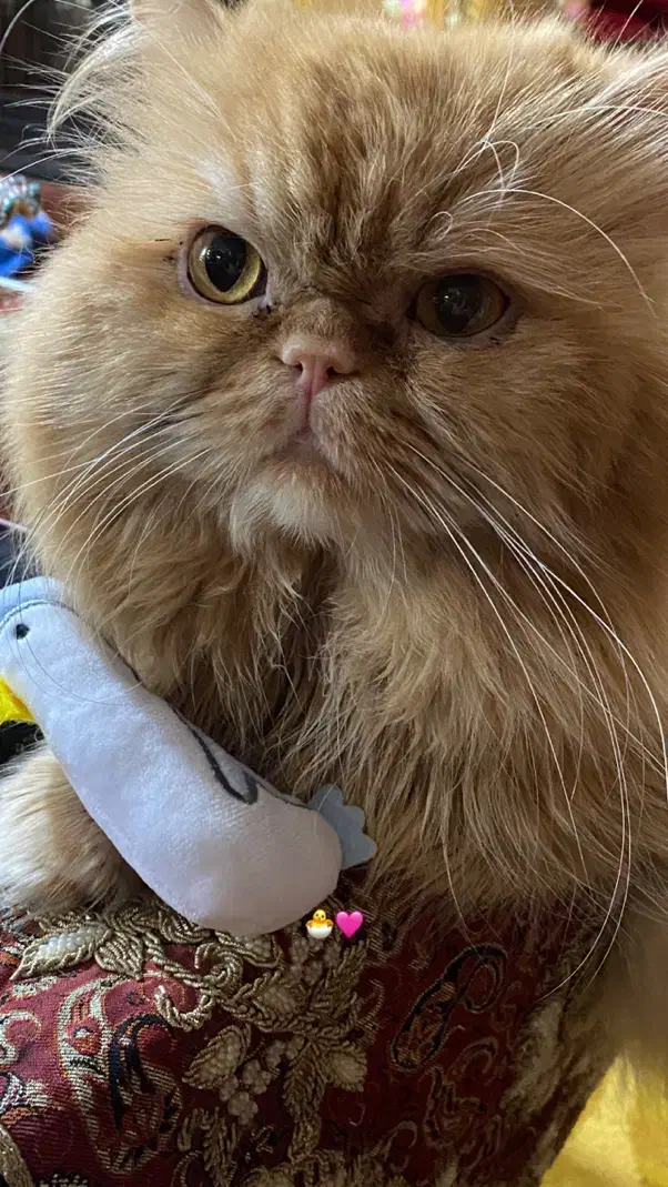 گربه برای جفت گیری|گربه|بندرعباس, |دیوار