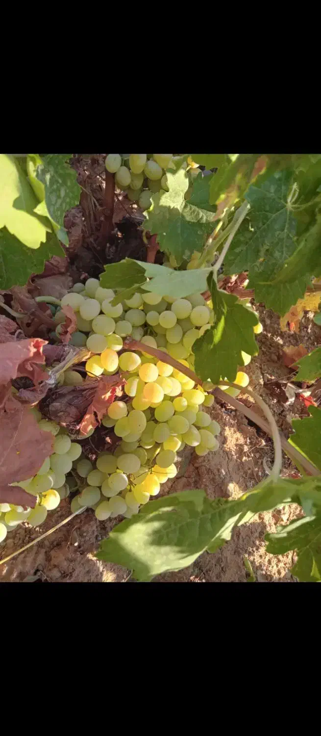 باغ یک قطعه انگور و میوه در قلعه فرهادخان|فروش زمین و ملک کلنگی|سنقر, |دیوار