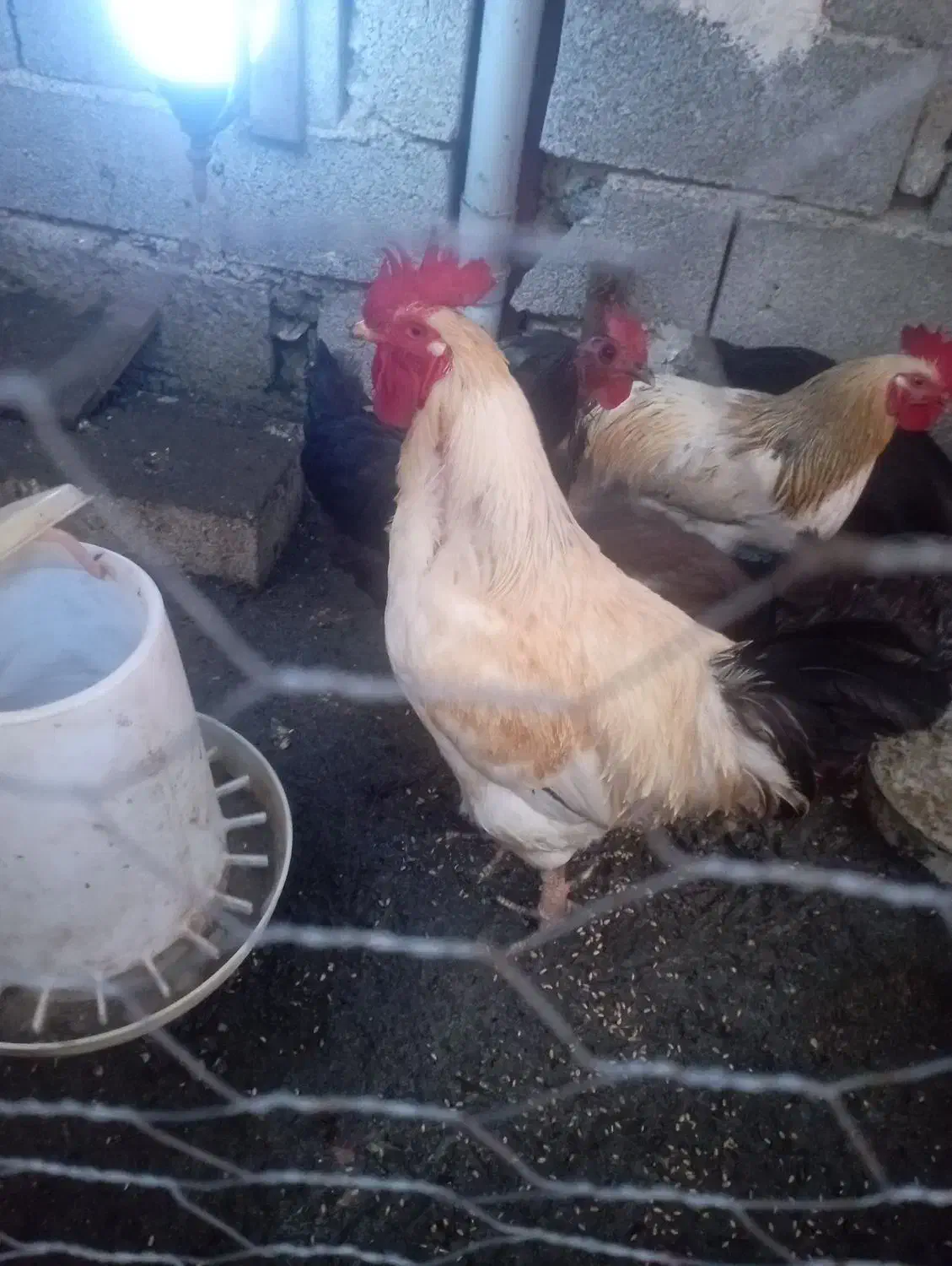 فروش خروس محلی زرنگ|حیوانات مزرعه|لوندویل, |دیوار