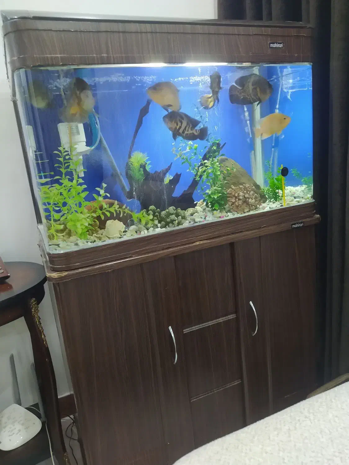 آکواریم ماهیران|ماهی|محمدیه-قزوین, |دیوار