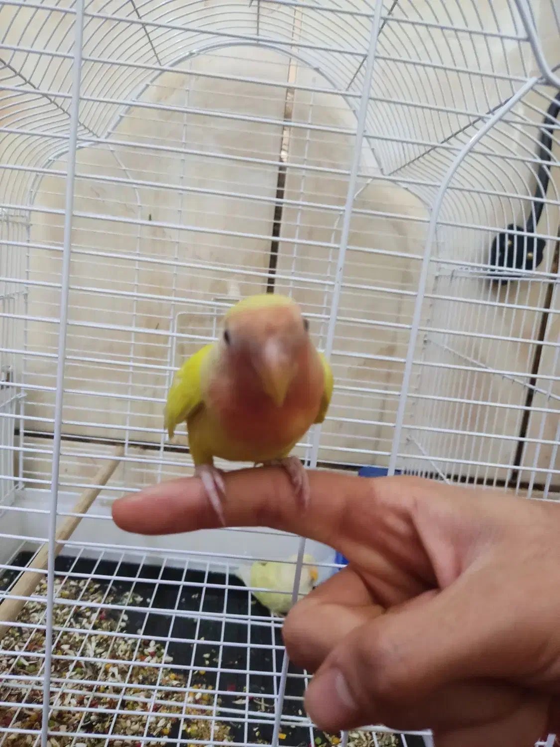 طوطی برزیلی دستی کامل|پرنده|حمیدیه, |دیوار