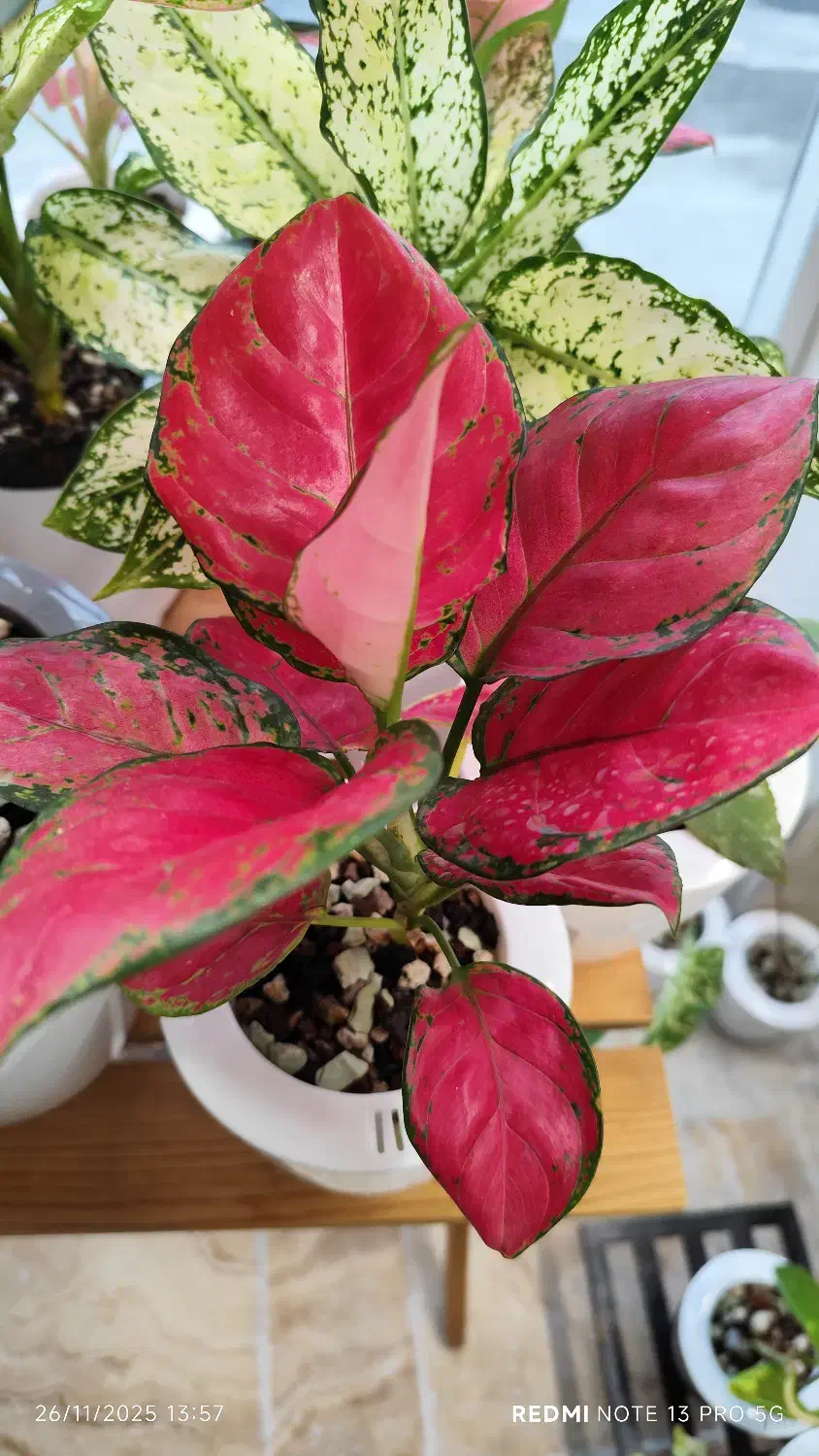 روشی نوین برای نگهداری گل های آپارتمانی|گل و گیاه طبیعی|گرگان, |دیوار