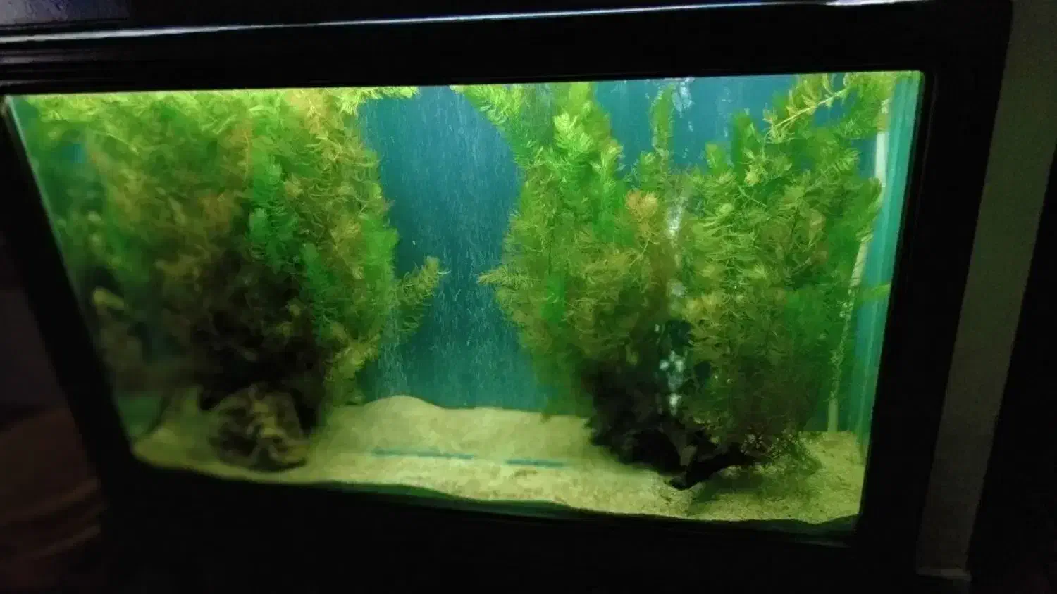 گیاه اکواریوم بدون نیاز به co2. و بدون نیازبه خاک|ماهی|ارومیه, |دیوار