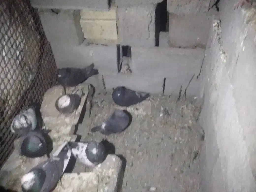 کبوتر|پرنده|بمپور, |دیوار