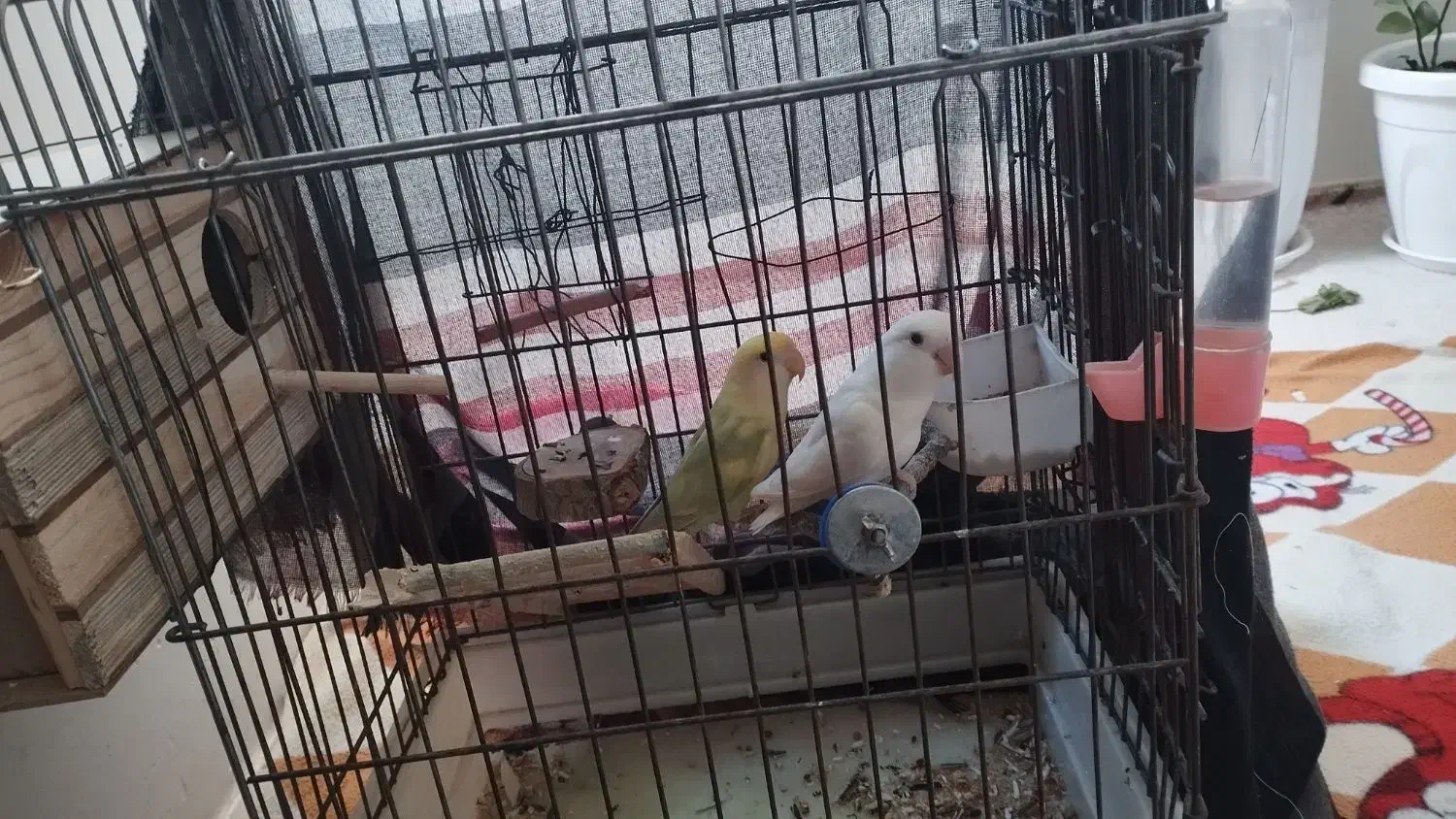 طوطی برزیلی|پرنده|سرپل ذهاب, |دیوار