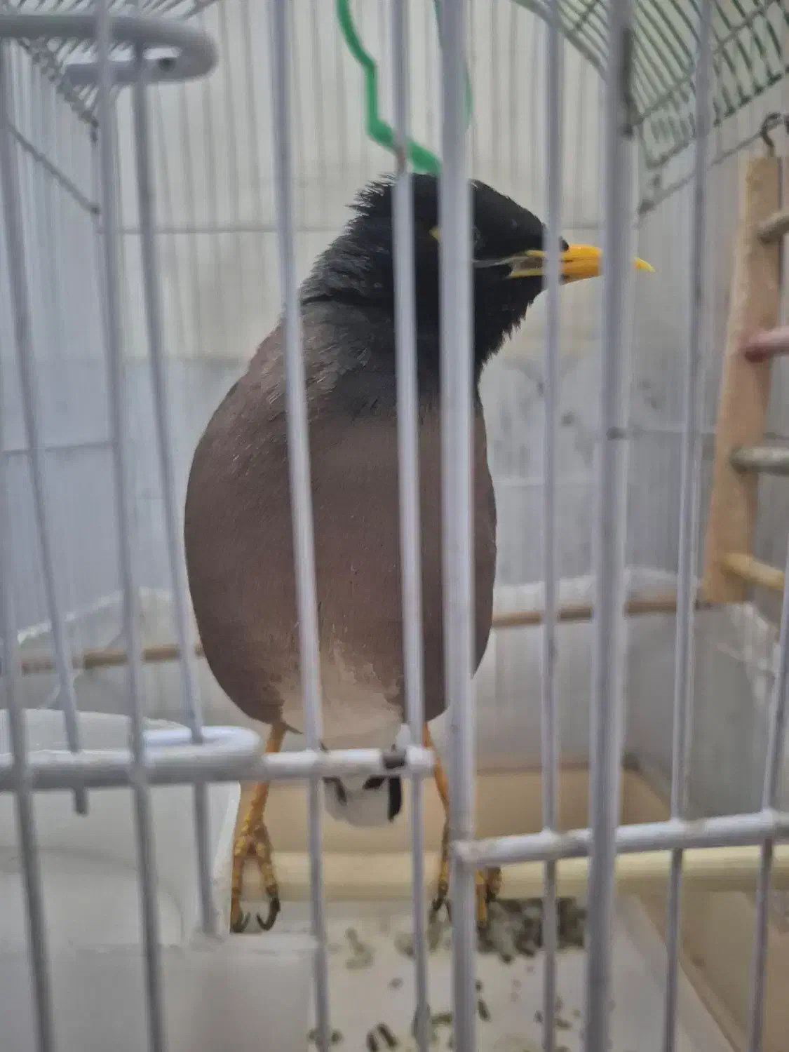 مرغ مینا|پرنده|تهران, خاک سفید|دیوار