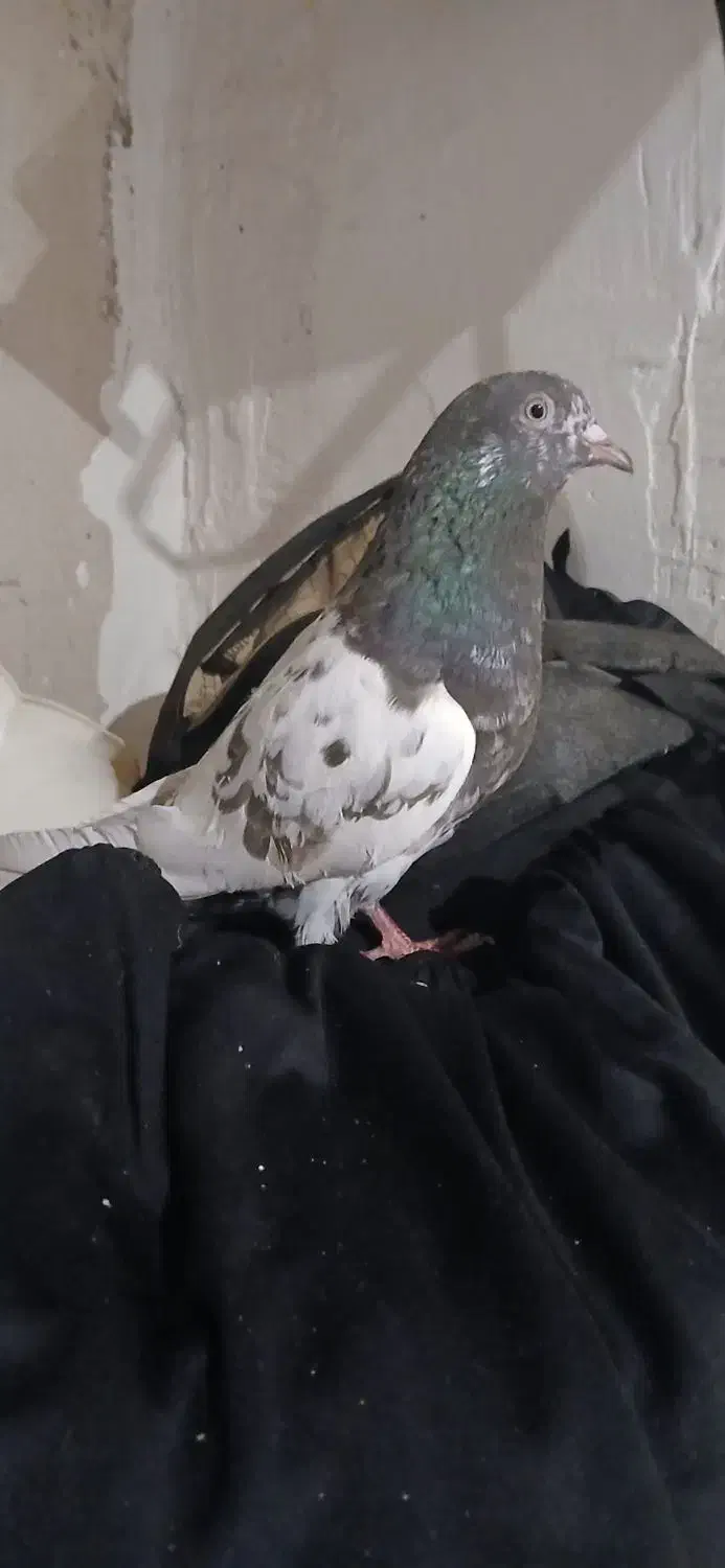 کفتر کله سیاه|پرنده|بروجرد, |دیوار