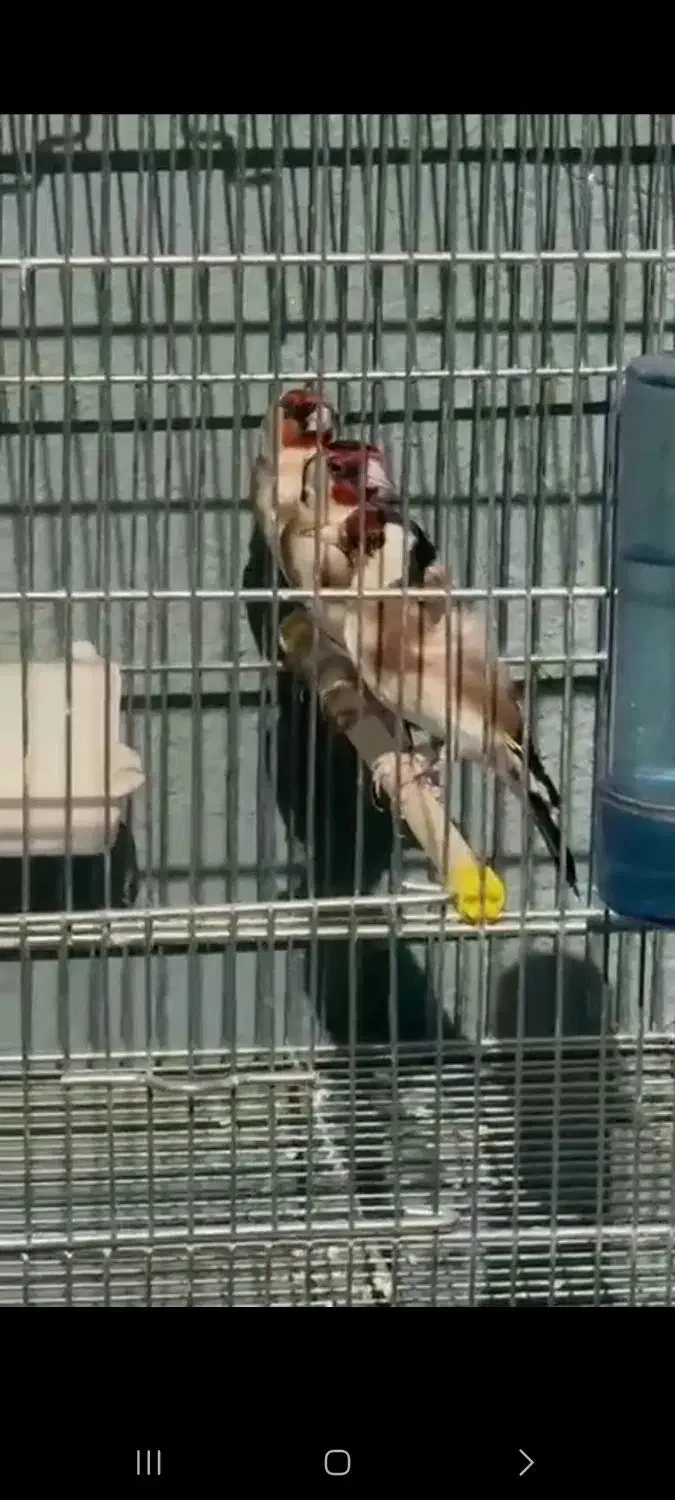 سهره هایه قدار و نمونه|پرنده|اردبیل, |دیوار