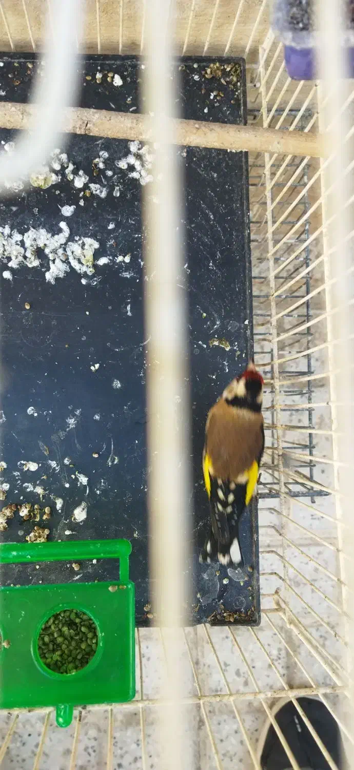 پرنده|پرنده|مشهد, مشکینی (شهرک غرب)|دیوار