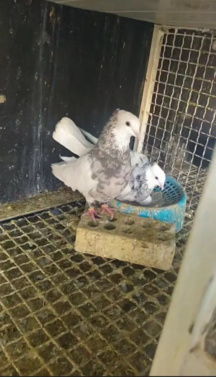 جفت اجری خال سرکه ای و الماسی|پرنده|بهبهان, |دیوار