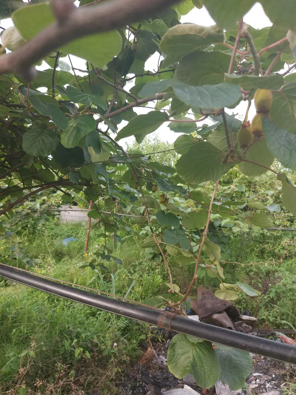 ۲۴۰۰متر باغ درشمال مازندران نشتارود کترا|فروش زمین و ملک کلنگی|نشتارود, |دیوار