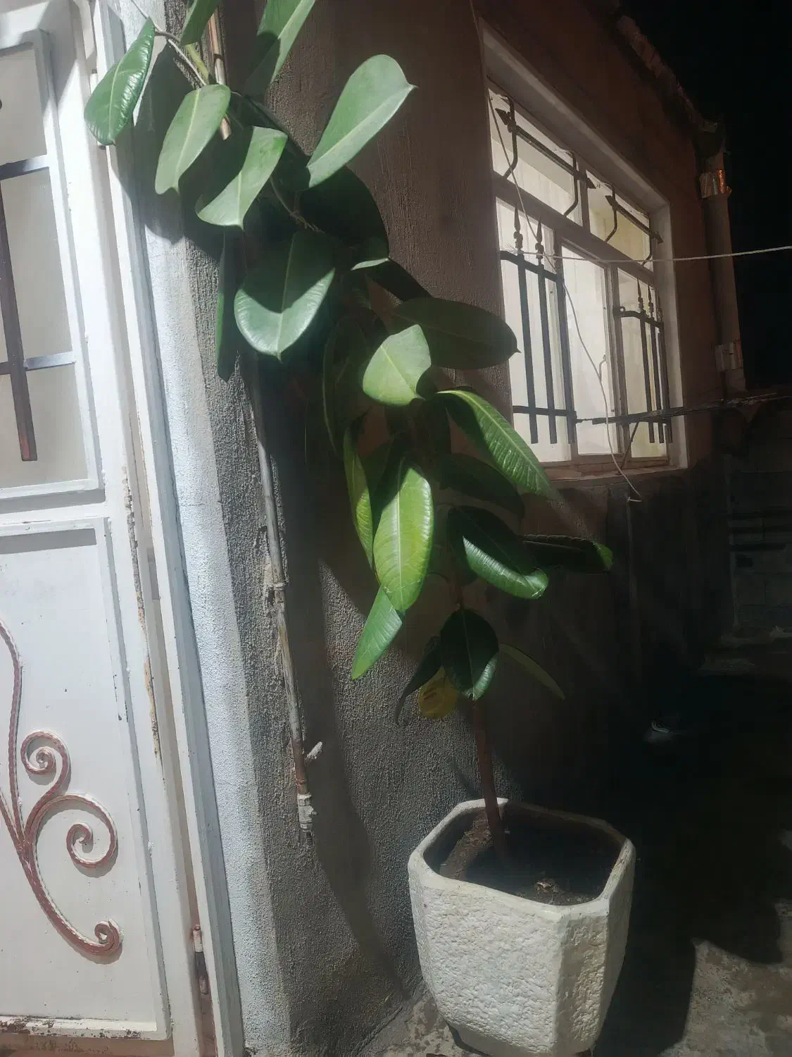 گل و گیاه|گل و گیاه طبیعی|بانه, |دیوار