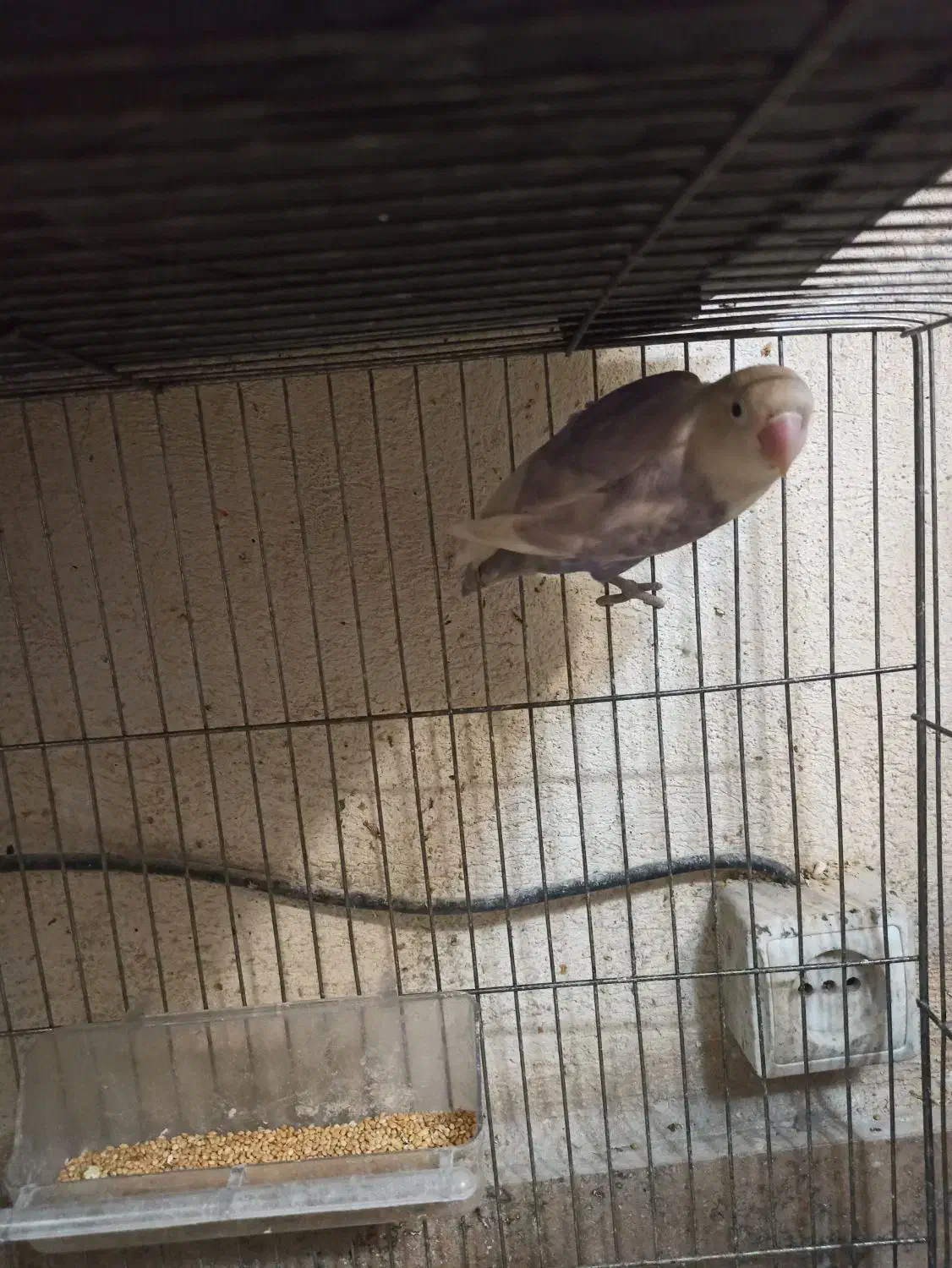 طوطی برزیلی|پرنده|ملارد, |دیوار