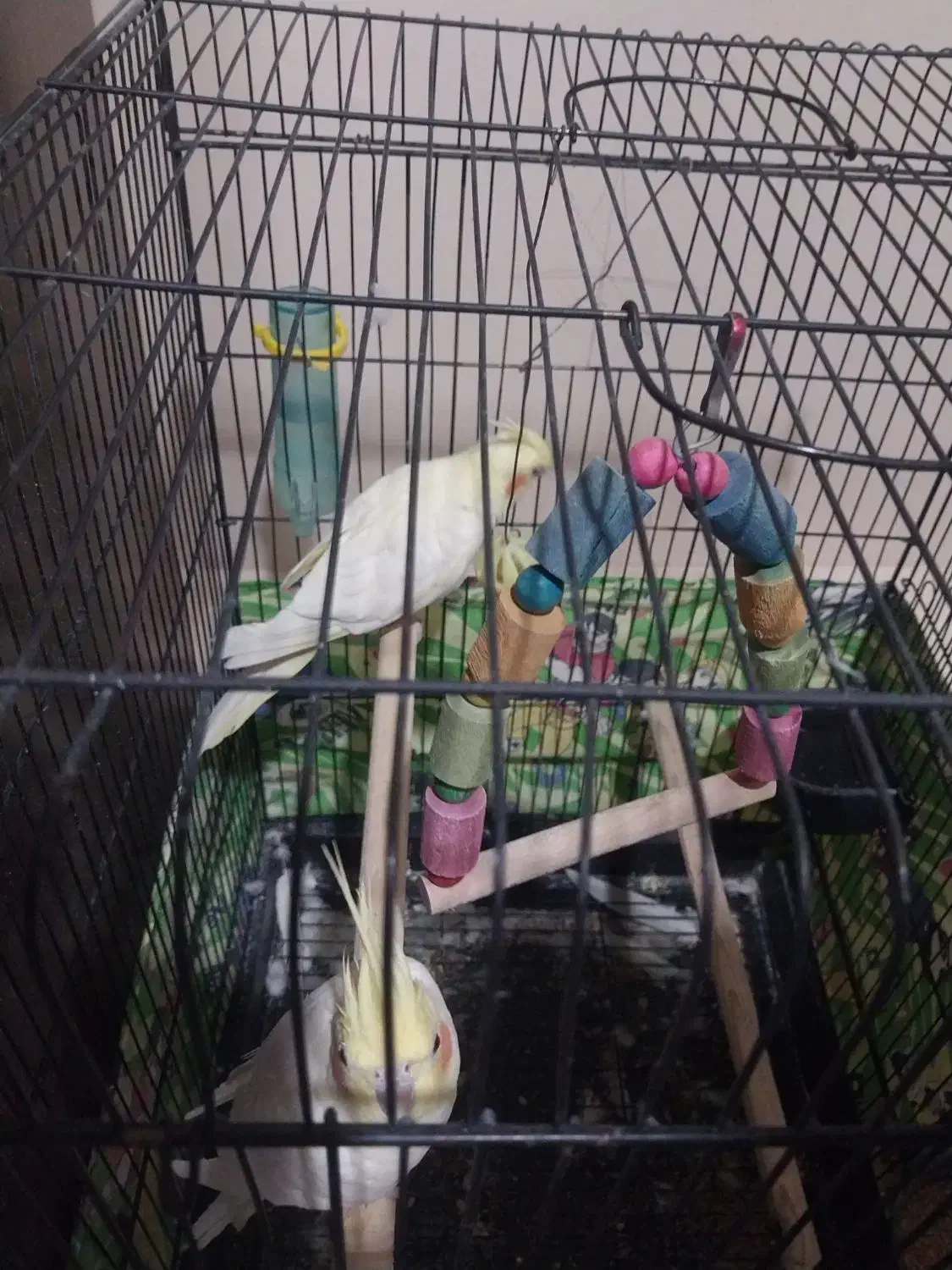 یک جفت هلندی|پرنده|تهران, مقدم|دیوار