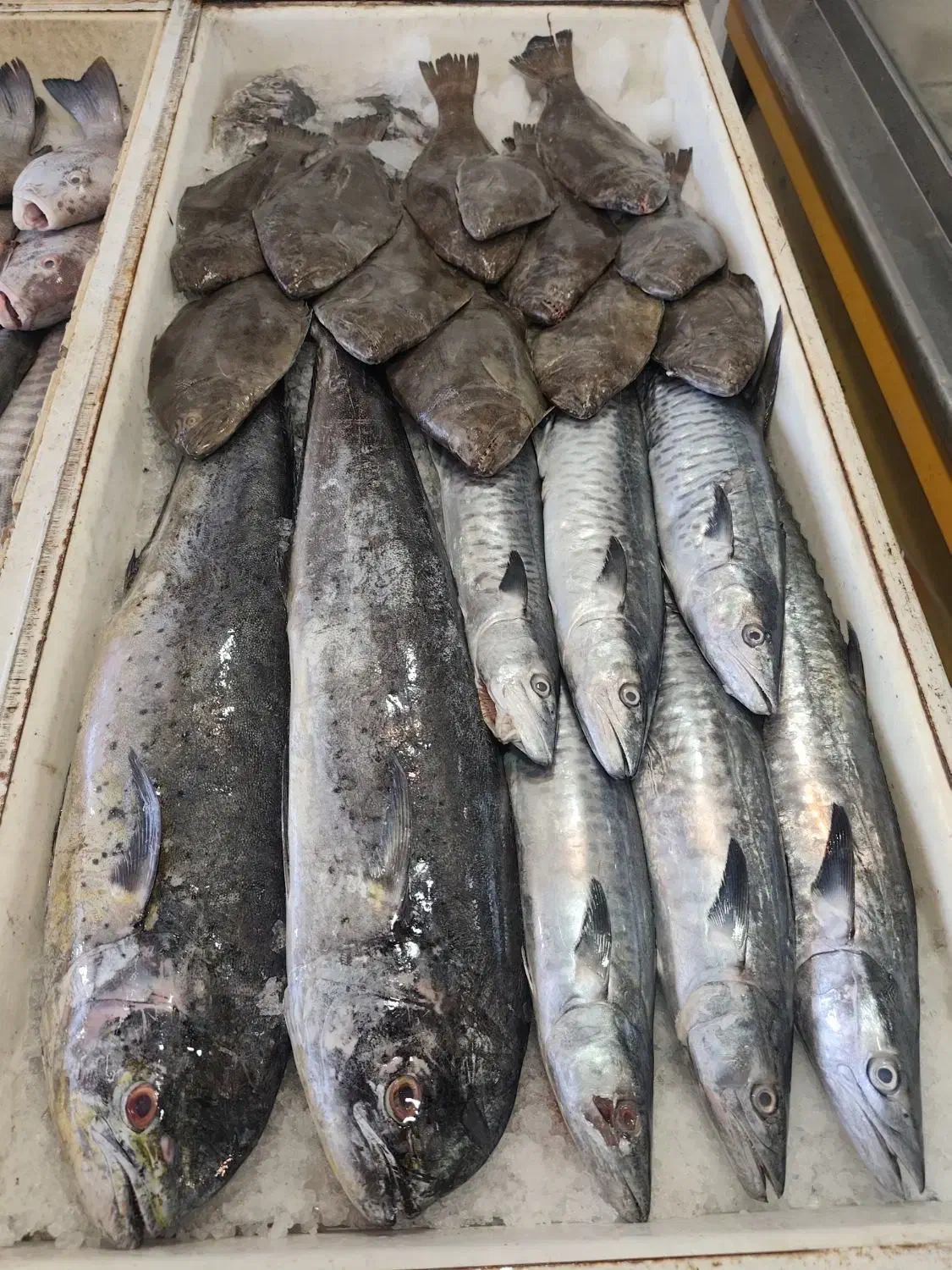 ماهی درجه یک چابهار رسید|ماهی|زاهدان, |دیوار