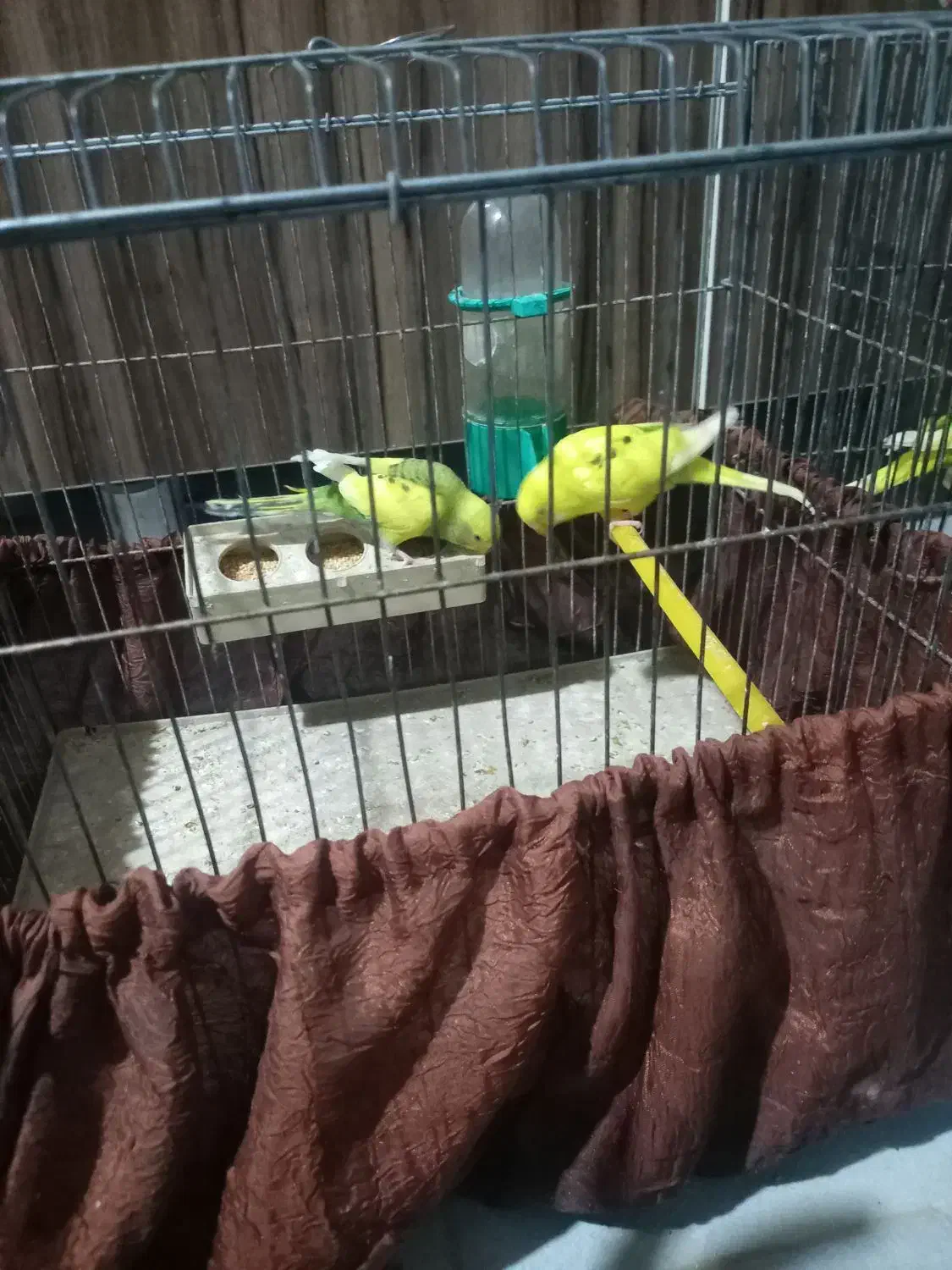 مرغ عشق|پرنده|شیراز, تندگویان|دیوار