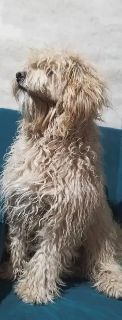 شیتزو|سگ|سمنان, |دیوار