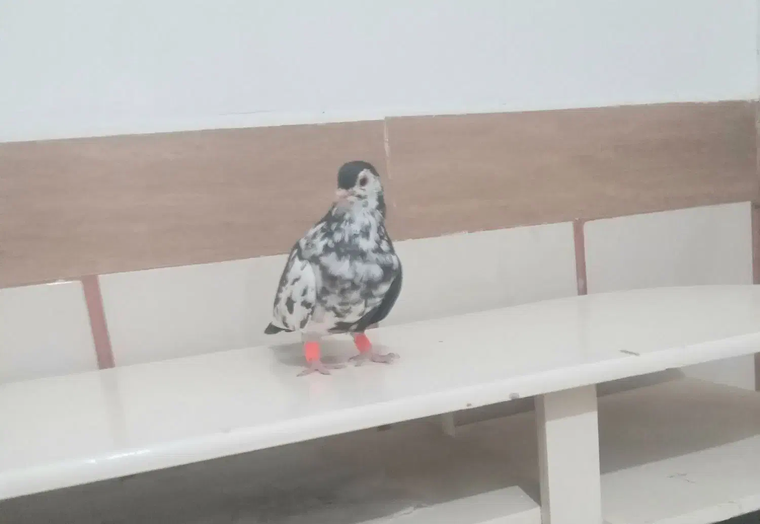 کبوتررنگه نرسیده افسون|پرنده|تربتحیدریه, بالا ولایت|دیوار