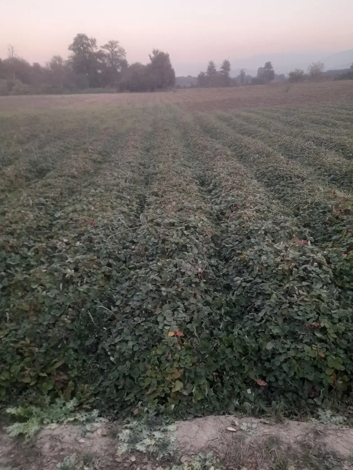 نهال سابرینا پر بار|گل و گیاه طبیعی|دلند, |دیوار