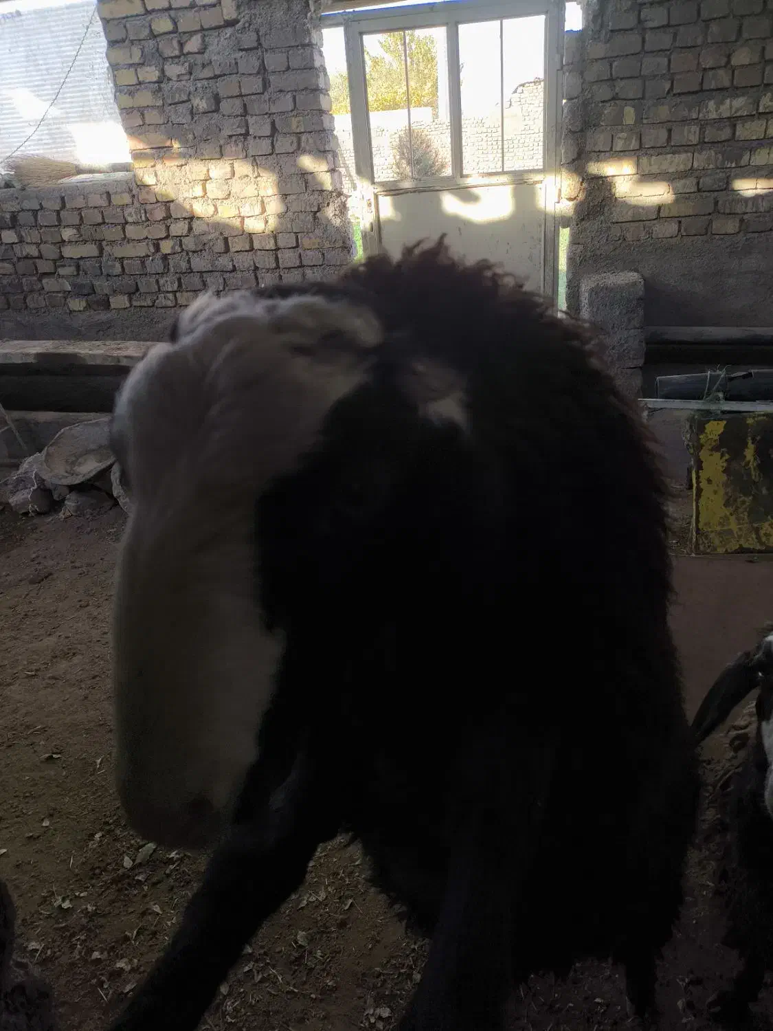 اصل شال بوئین زهرا|حیوانات مزرعه|بوئین زهرا, |دیوار