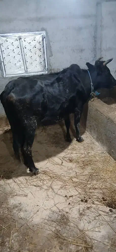 گاو ماده ابستن|حیوانات مزرعه|آستارا, |دیوار