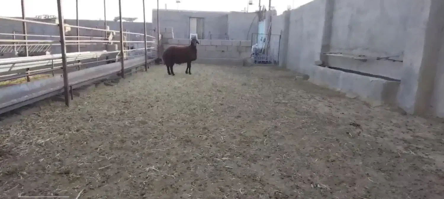 بره قوچ همو|حیوانات مزرعه|سبزوار, رباط|دیوار