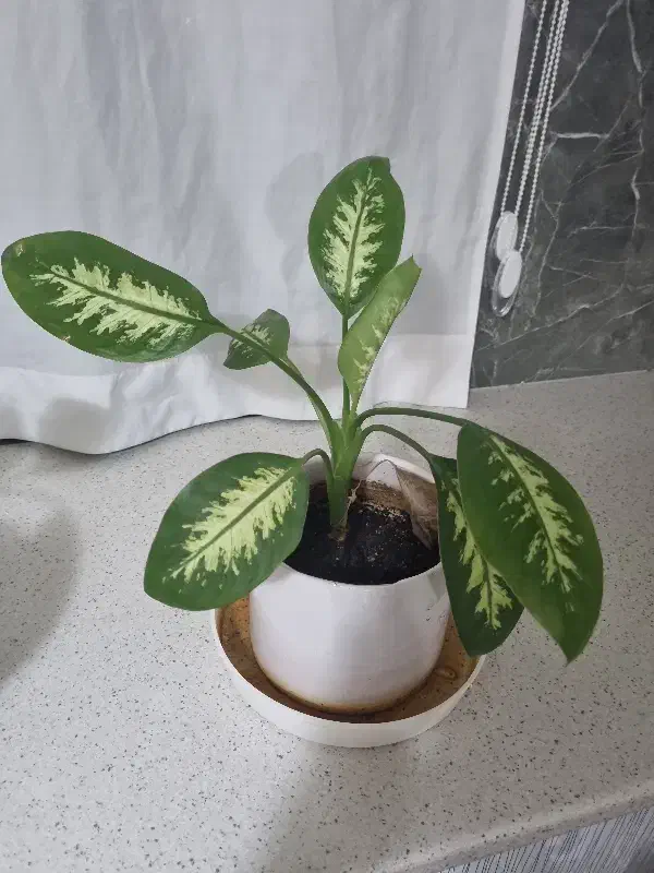 دیفن باخیا|گل و گیاه طبیعی|قدس, شهر‌قدس|دیوار