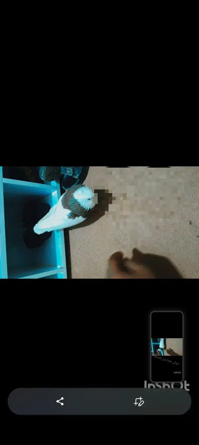 کفتر طوقی دستی و یکی جوجه دمبی نیمه دستی|پرنده|اردکان, |دیوار