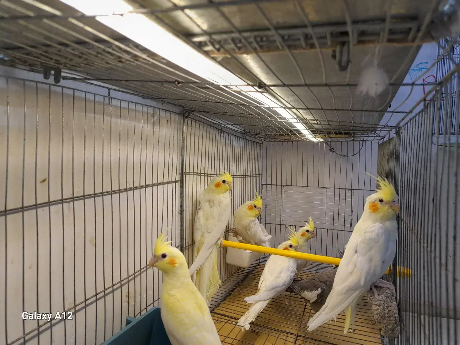 عروس هلندی لوتینو زعفرانی|پرنده|تبریز, |دیوار